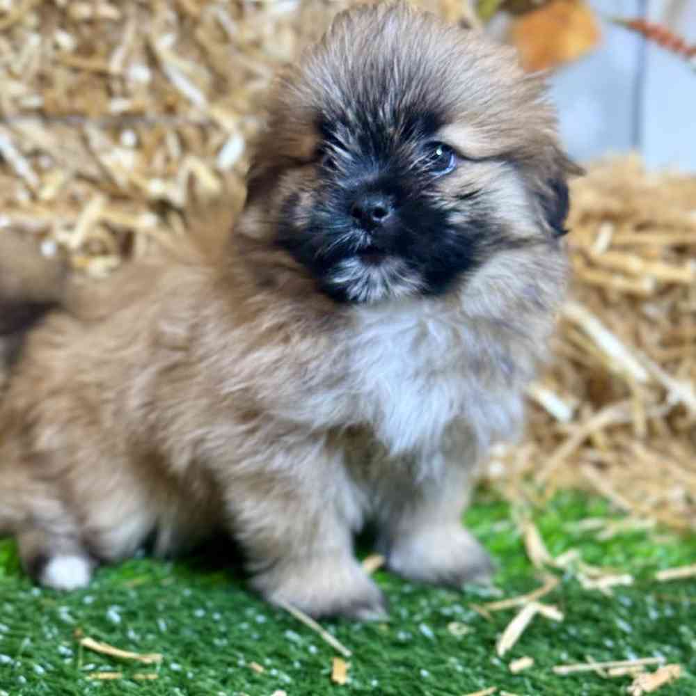 Male Shiranian Puppy for Sale in Garland, TX