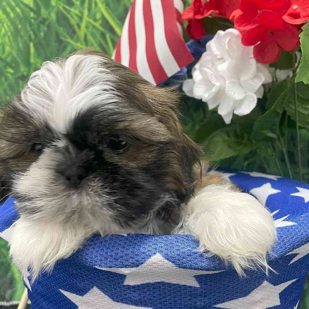 Male Shih Tzu Puppy for Sale in Little Rock, AR