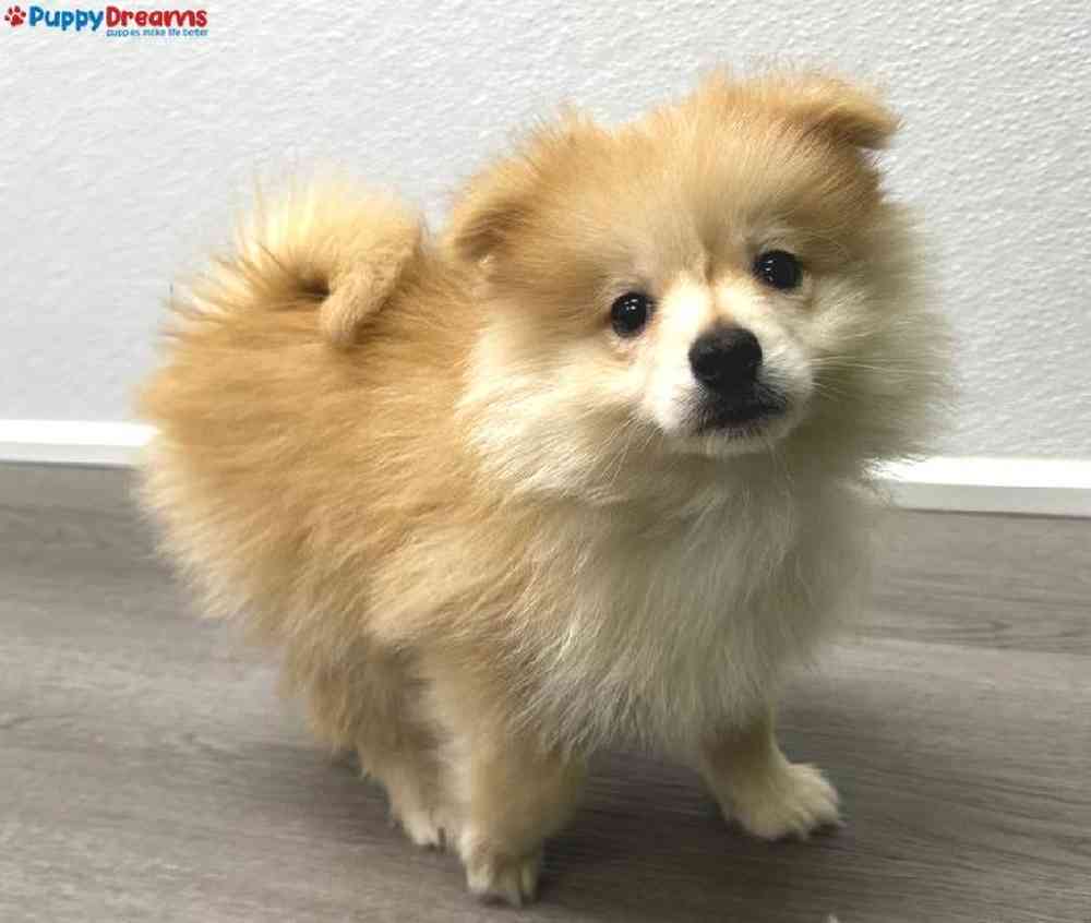 Male Pomsky Puppy for Sale in Little Rock, AR