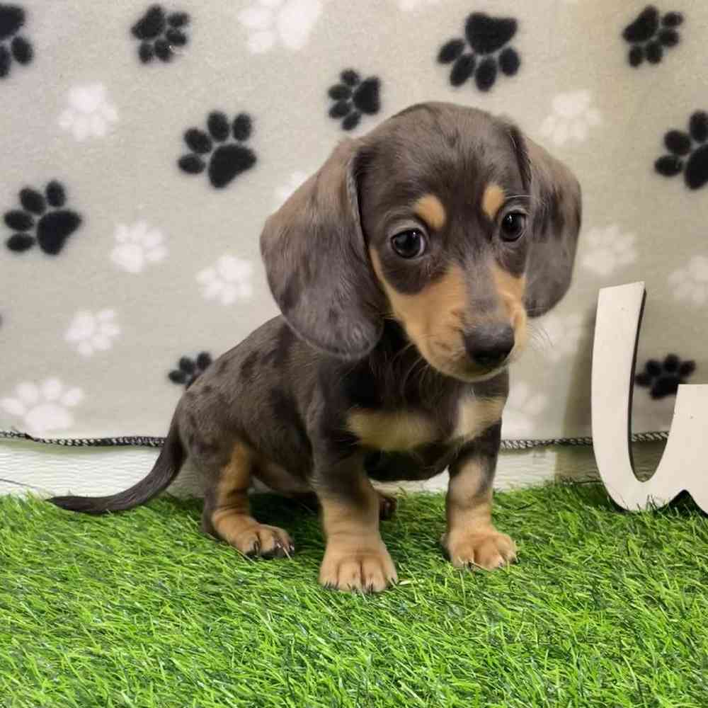 Female Dachshund Puppy for Sale in Arlington, TX