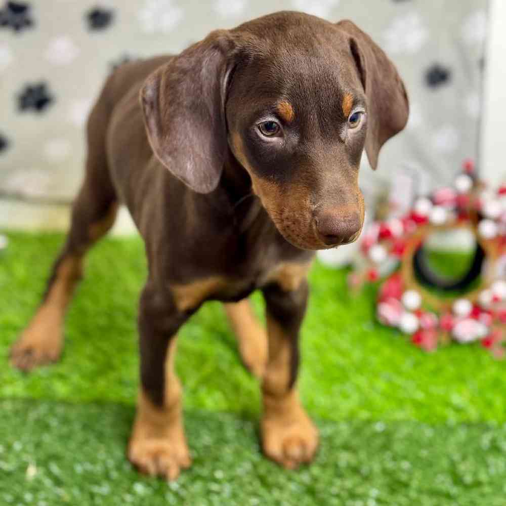 Male Doberman Pinscher Puppy for Sale in Arlington, TX