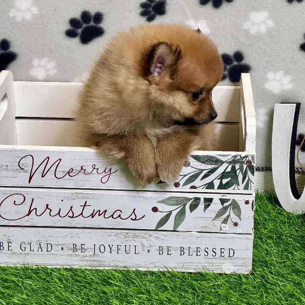 Female Pomeranian Puppy for Sale in ,