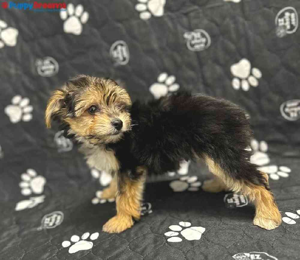 Male Morkie Puppy for Sale in Little Rock, AR