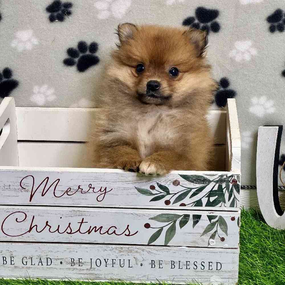 Female Pomeranian Puppy for Sale in ,