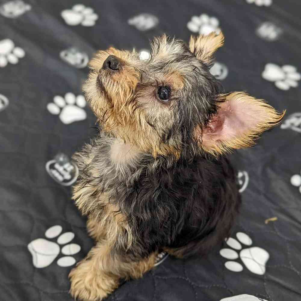 Male Silky Terrier Puppy for sale
