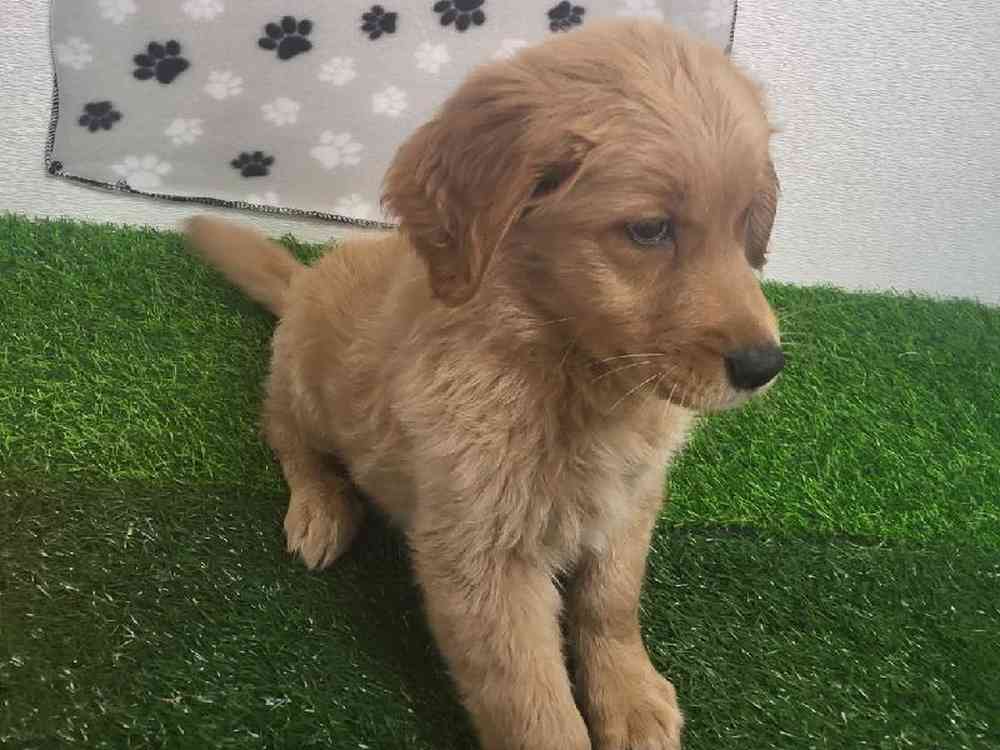 Female Golden Retriever Puppy for Sale in ,