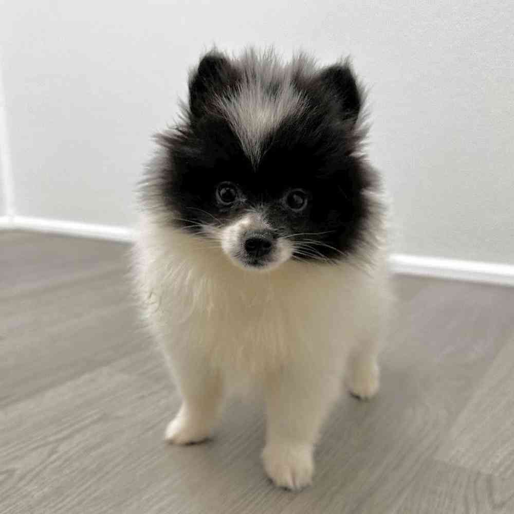 Female Pomeranian Puppy for Sale in Little Rock, AR