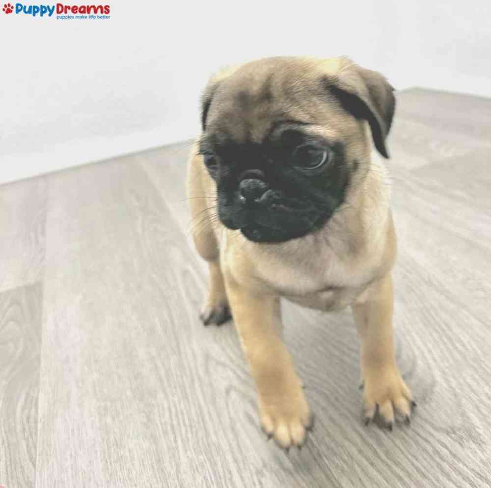 Female Pug Puppy for Sale in Little Rock, AR