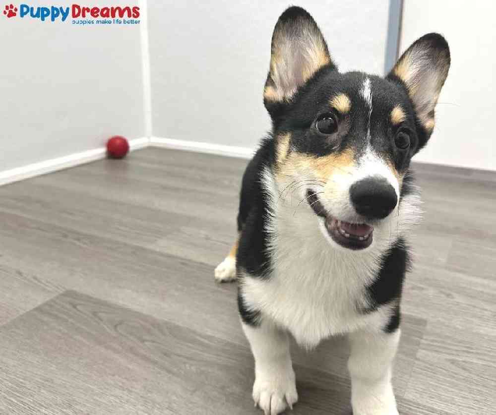 Male Pembroke Welsh Corgi Puppy for Sale in Little Rock, AR