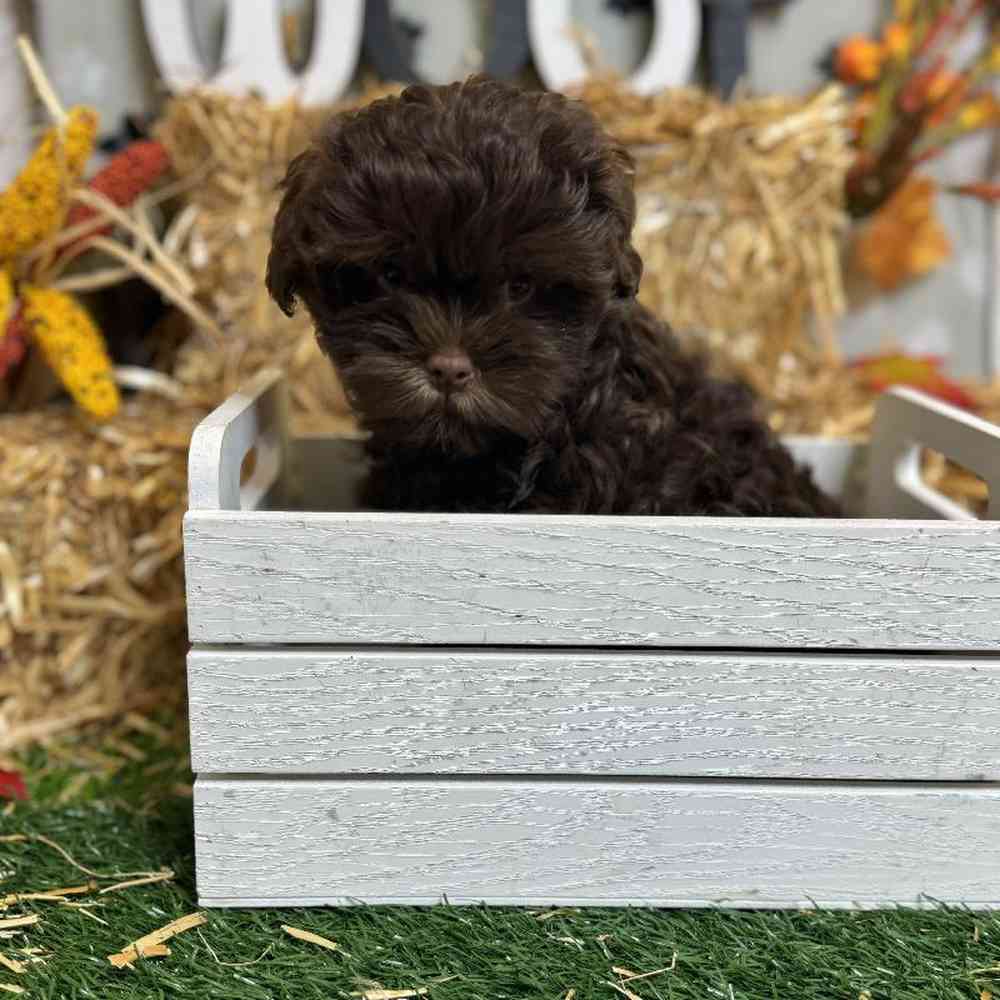 Male Shipoo Puppy for Sale in Arlington, TX