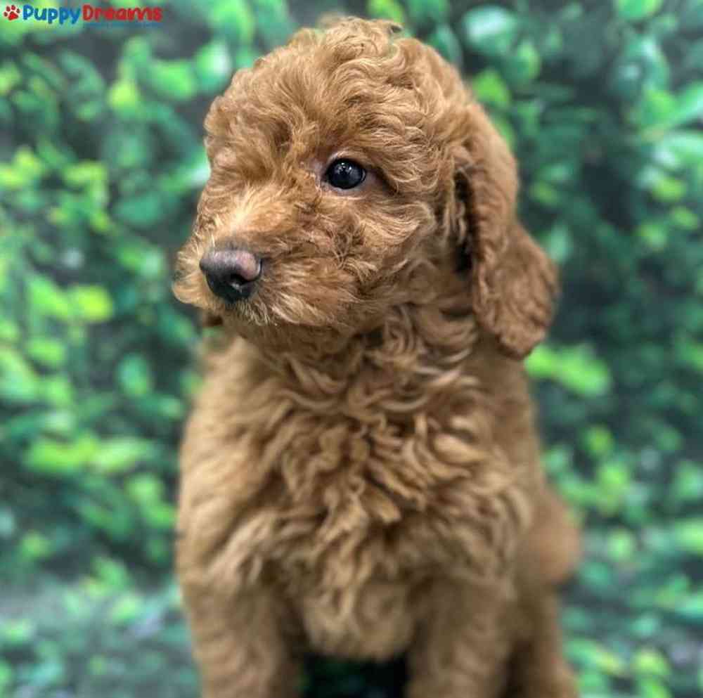 Male Mini Goldendoodle Puppy for Sale in Little Rock, AR