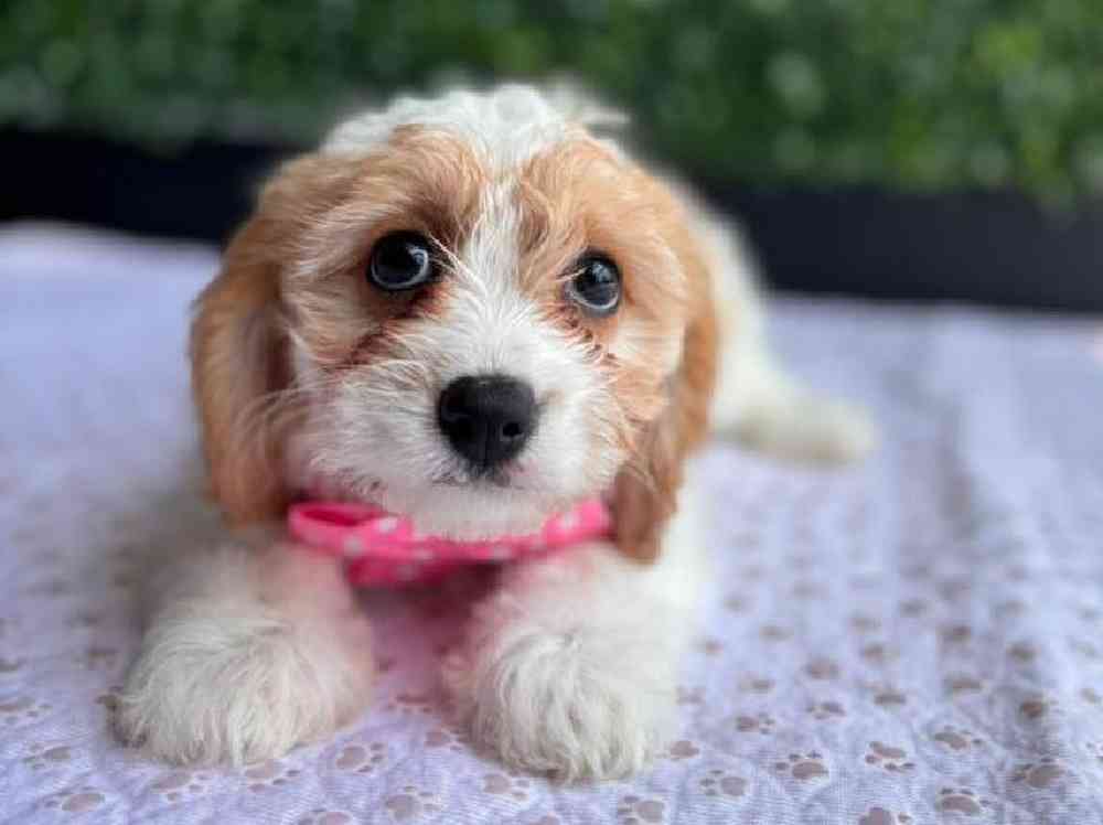 Female Cavachon Puppy for Sale in Little Rock, AR