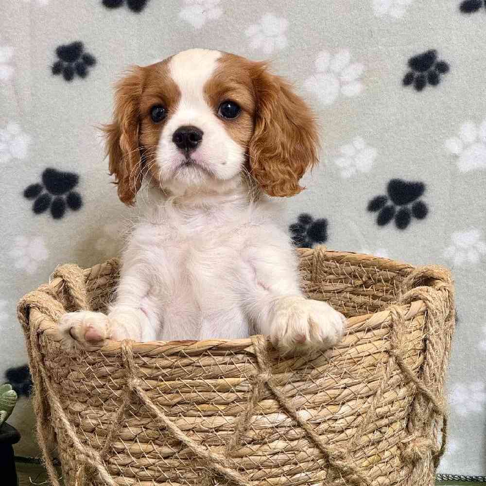 Female Cavalier King Charles Spaniel Puppy for Sale in Arlington, TX