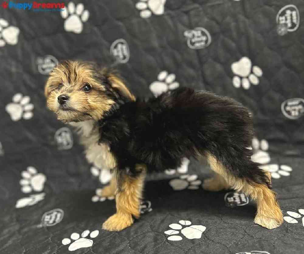 Male Morkie Puppy for Sale in Little Rock, AR