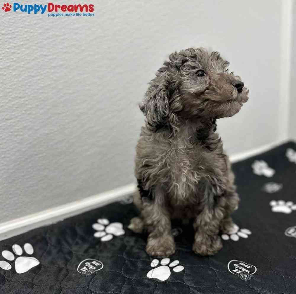 Female Goldendoodle Puppy for Sale in Little Rock, AR
