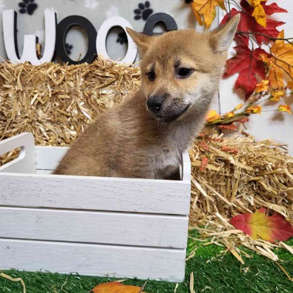 Male Shiba Inu Puppy for Sale in Garland, TX