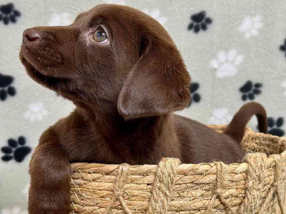 Female Labrador Retriever Puppy for Sale in Arlington, TX