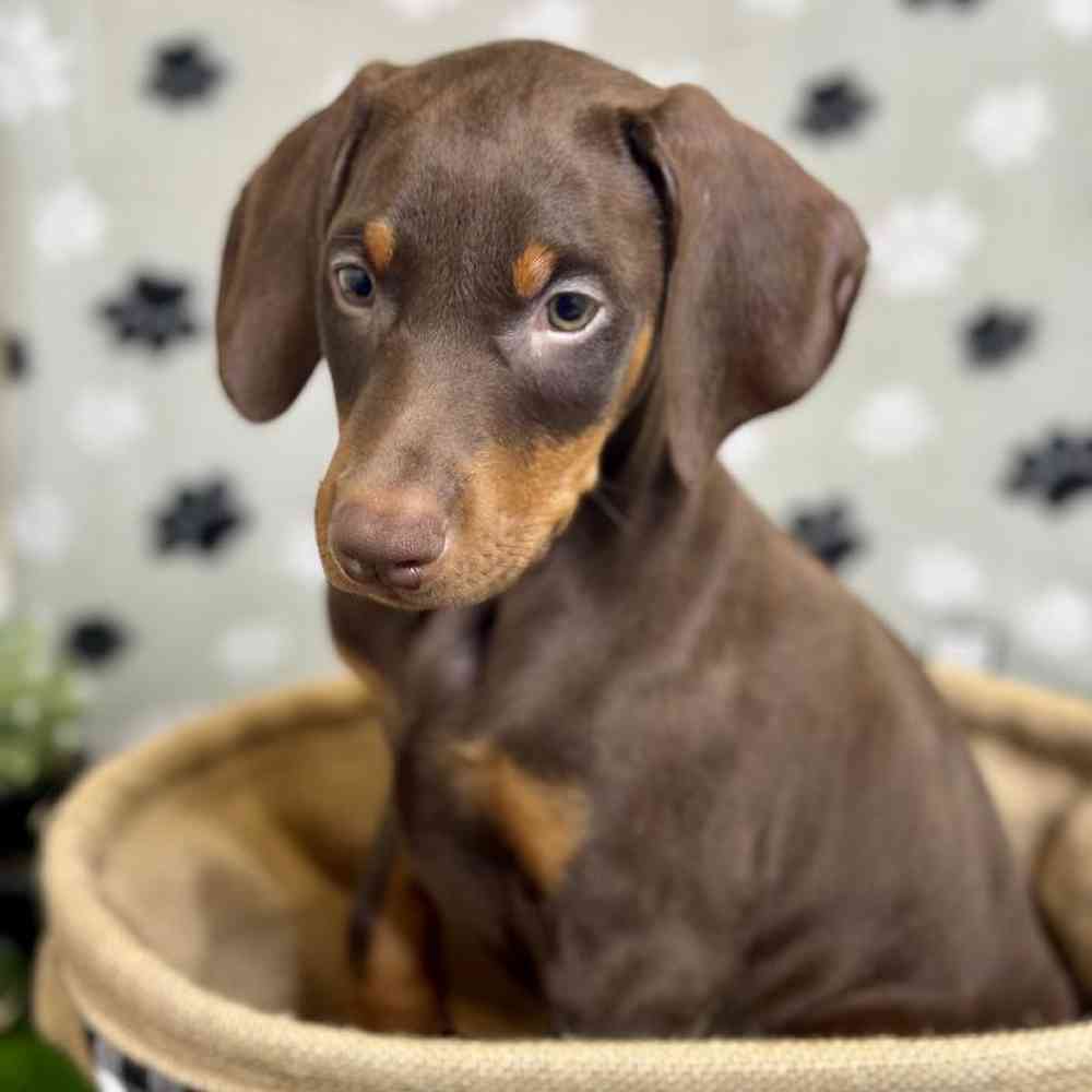 Male Doberman Pinscher Puppy for Sale in Arlington, TX