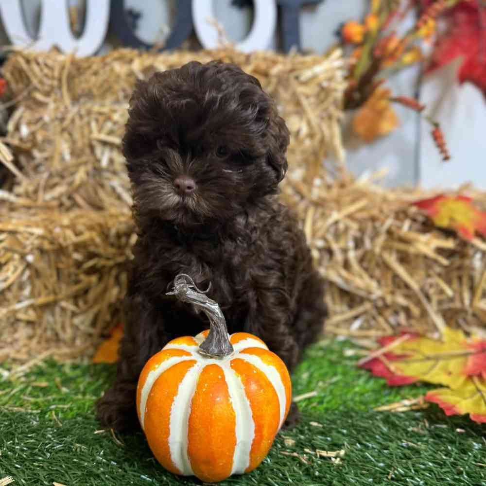 Male Shipoo Puppy for Sale in Arlington, TX