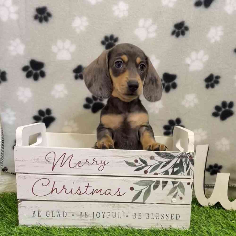 Female Dachshund Puppy for Sale in Arlington, TX