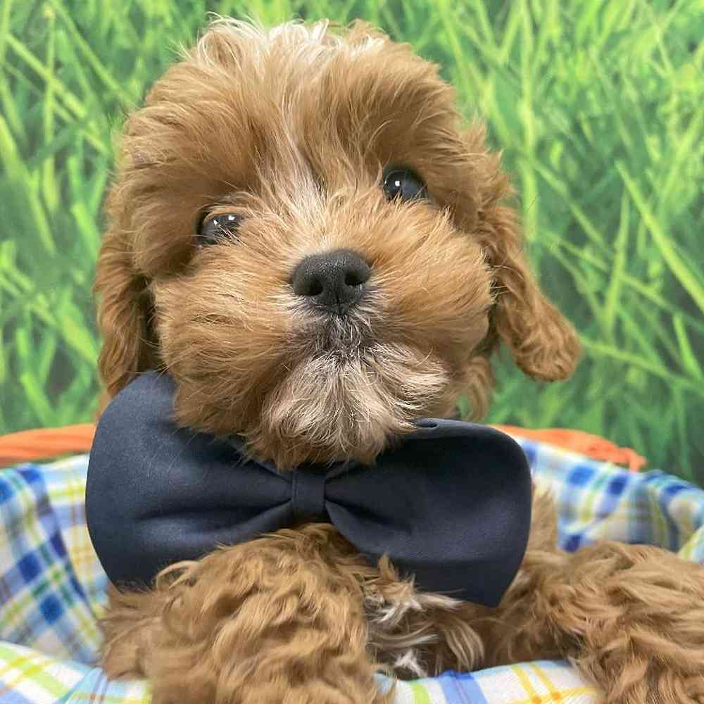 Male Cavapoo Puppy for Sale in Little Rock, AR