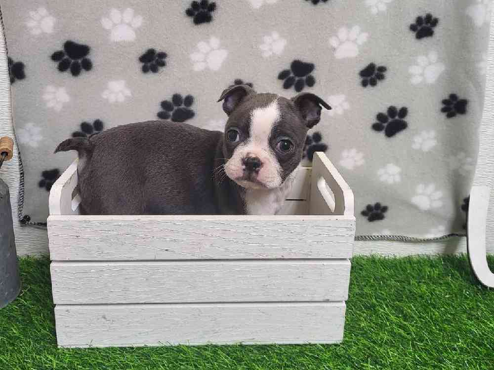 Male Boston Terrier Puppy for Sale in Arlington, TX