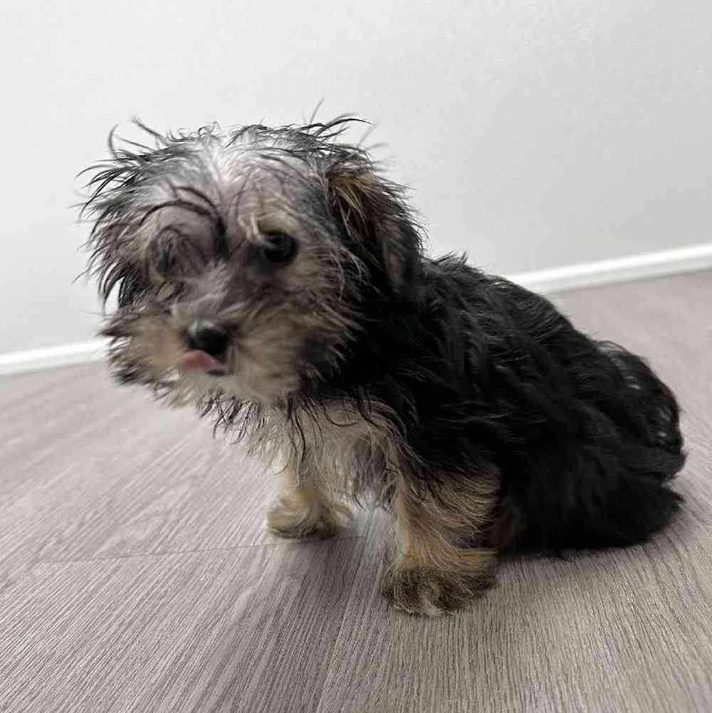 Female Morkie Puppy for Sale in Little Rock, AR