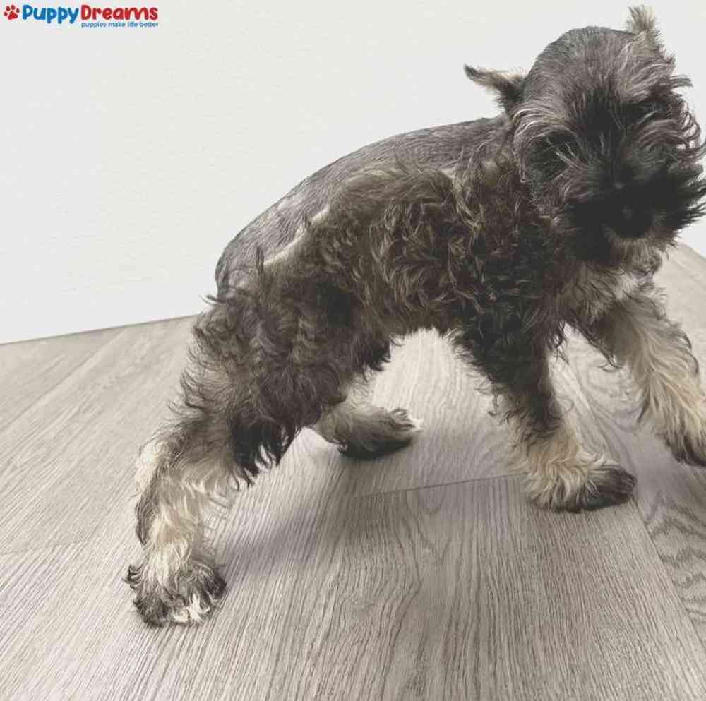 Female Mini Schnauzer Puppy for Sale in Little Rock, AR