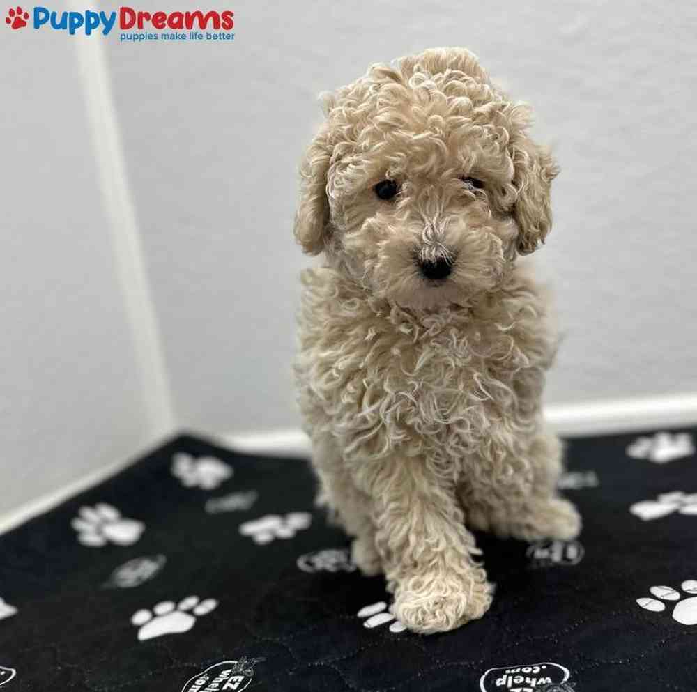 Male Mini Poodle Puppy for Sale in Little Rock, AR