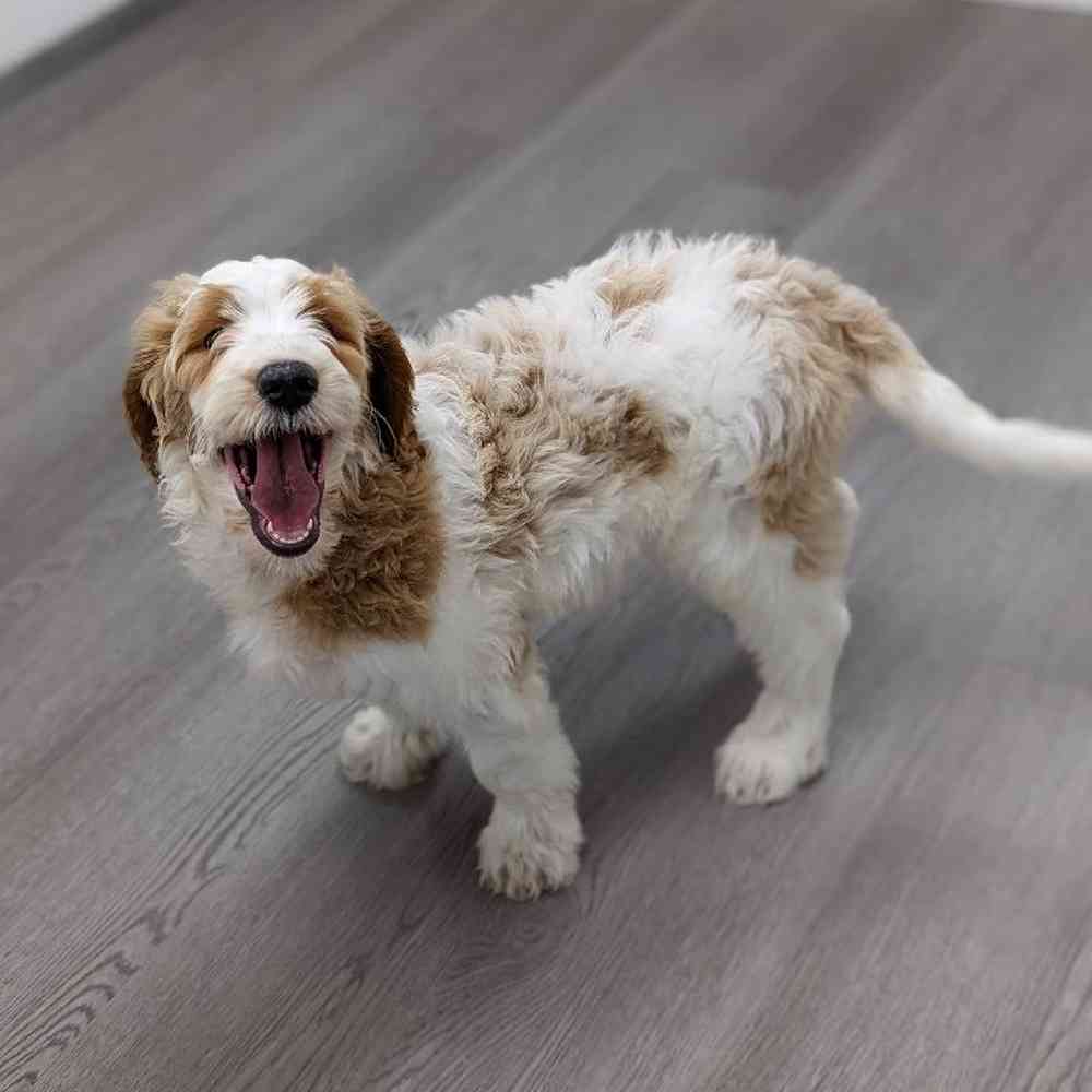 Female Goldendoodle Puppy for sale