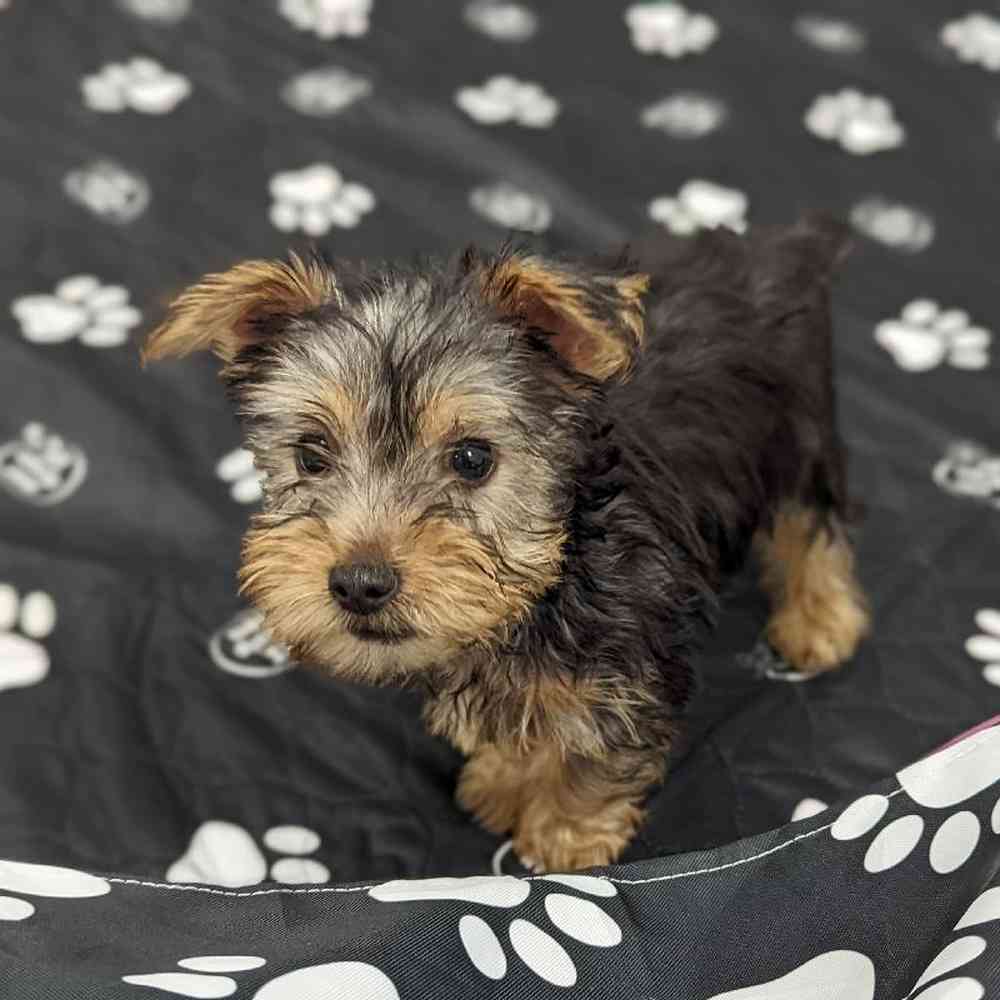 Male Silky Terrier Puppy for sale