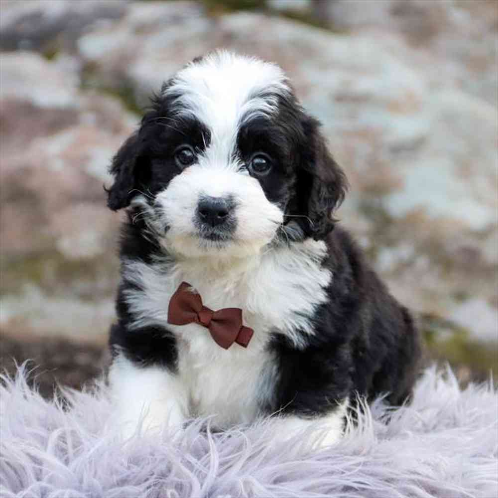 Available puppies