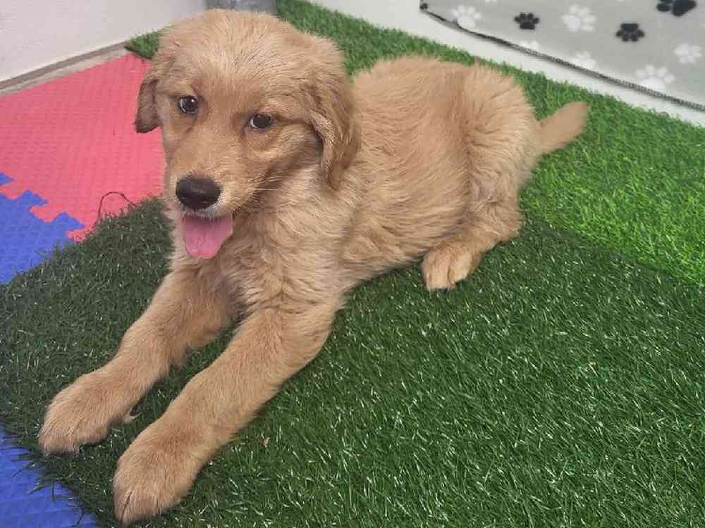 Female Golden Retriever Puppy for Sale in ,