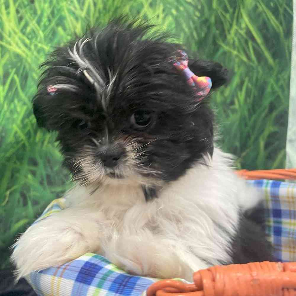 Female Shih Tzu Puppy for Sale in Little Rock, AR