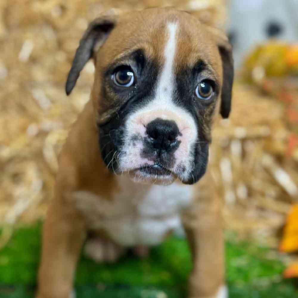 Male Boxer Puppy for Sale in Carrollton, TX