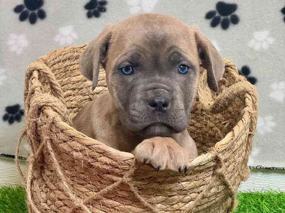 Female Cane Corso Puppy for Sale in ,
