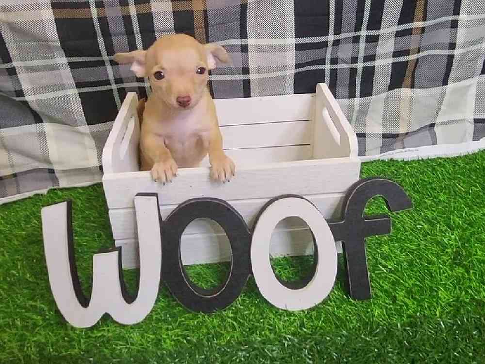 Male Chihuahua Puppy for Sale in ,