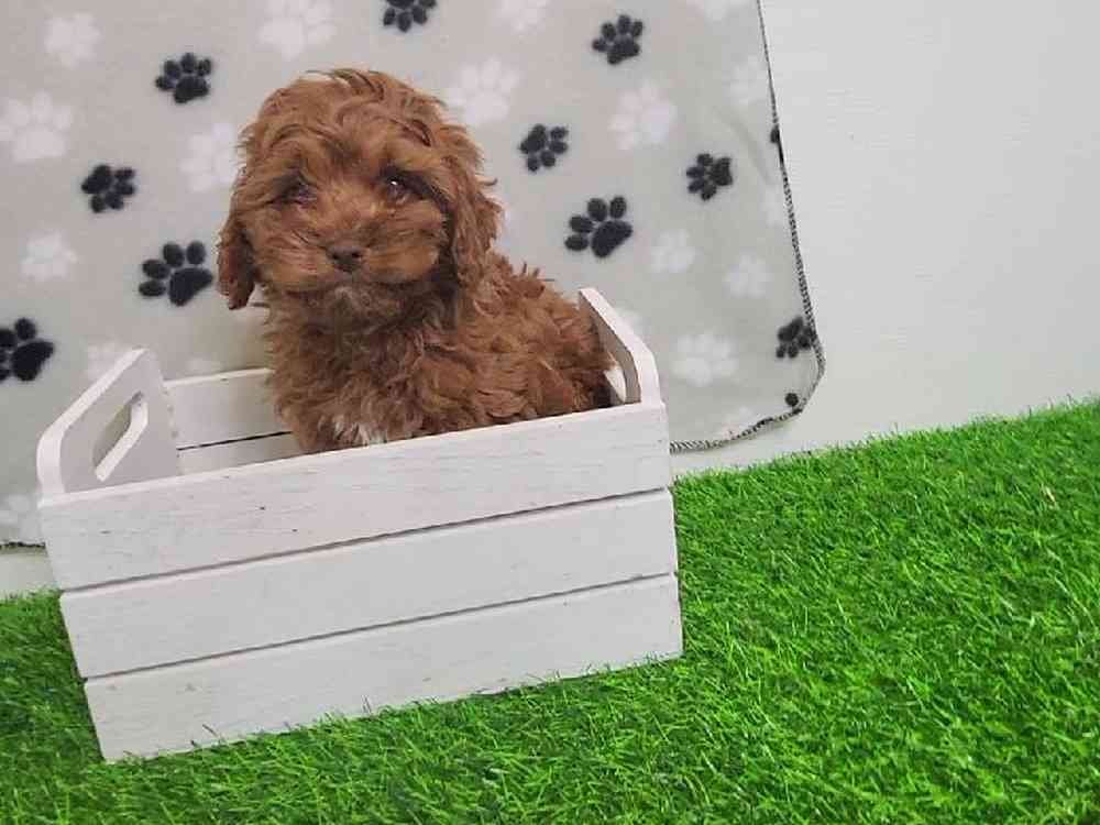 Female Cockapoo Puppy for Sale in ,