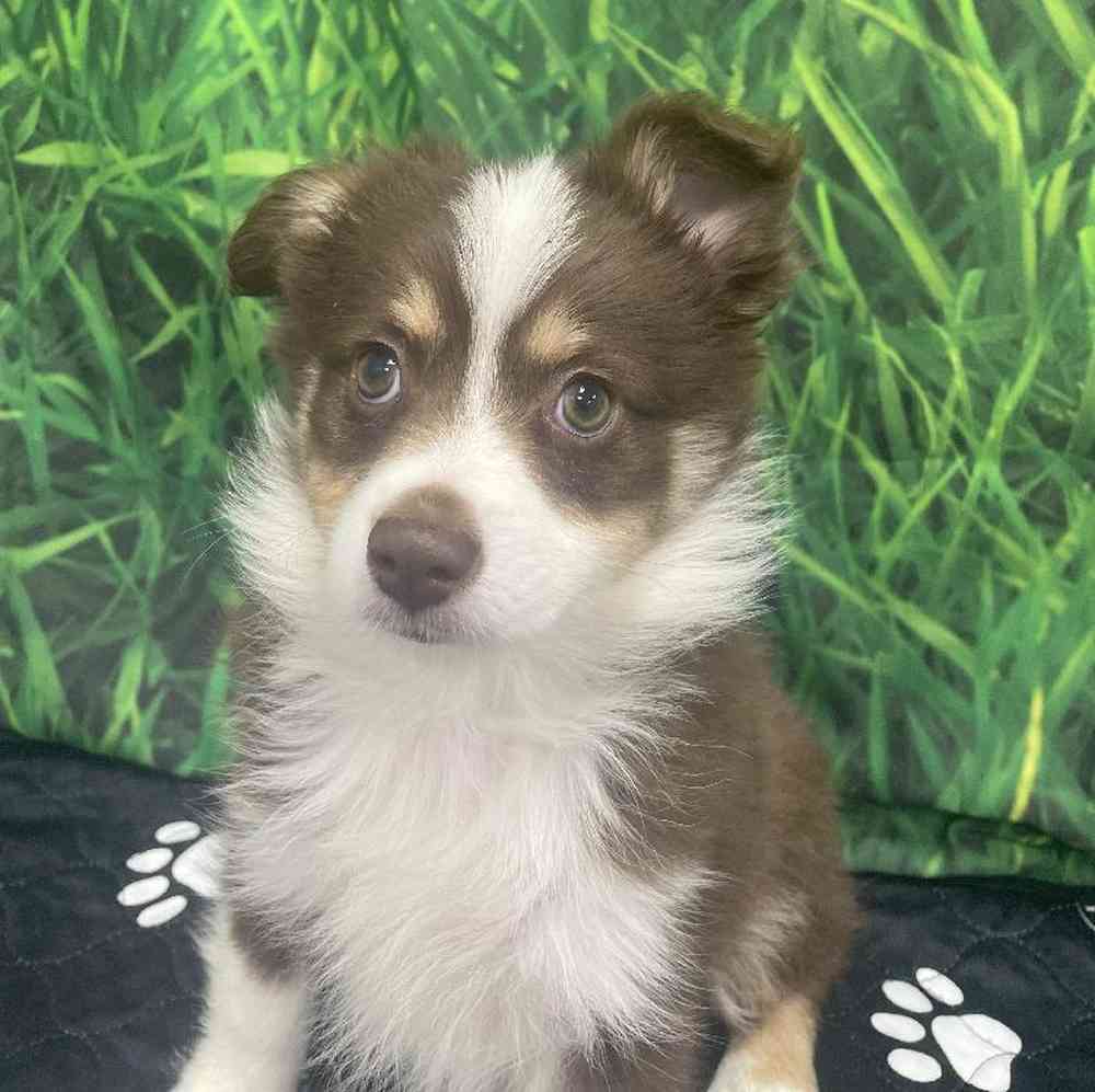 Female Miniature American Shepherd Puppy for Sale in Little Rock, AR