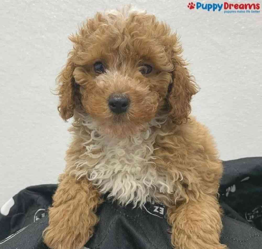 Male Cockapoo Puppy for Sale in Little Rock, AR