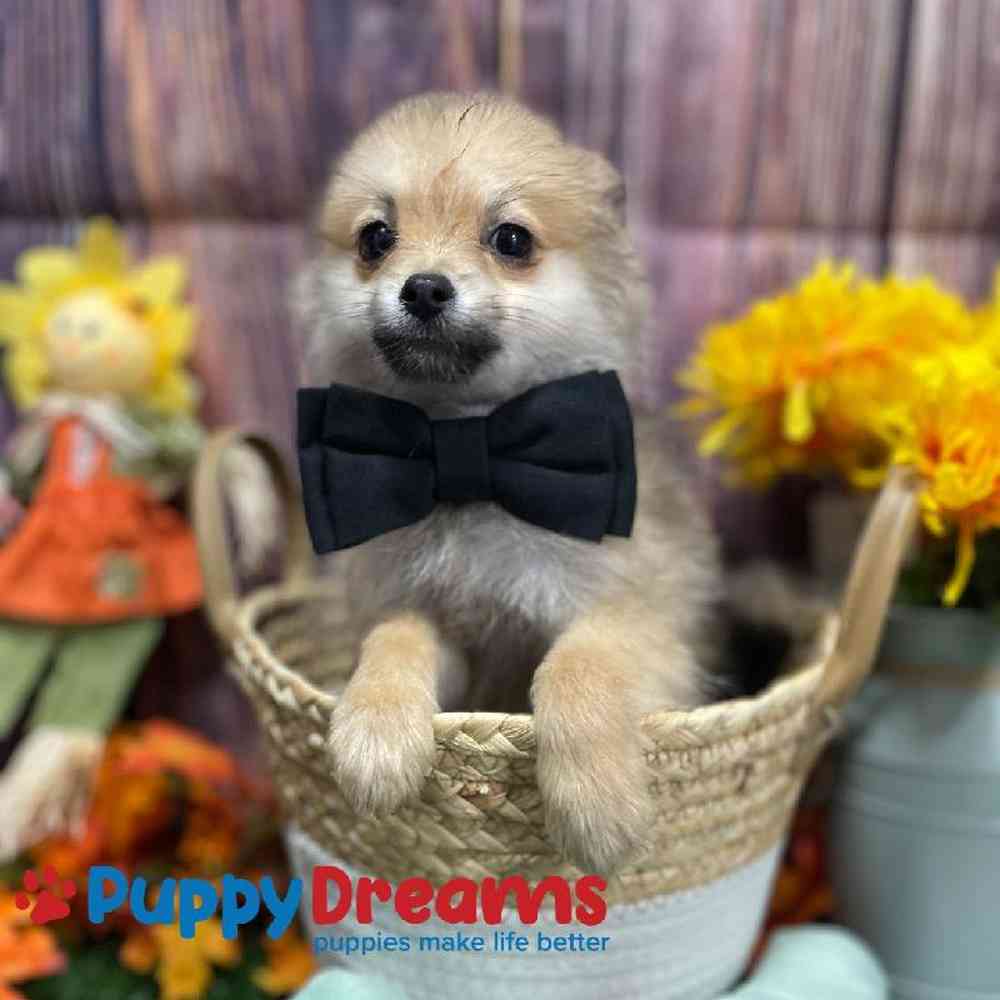Male Pomeranian Puppy for Sale in Little Rock, AR