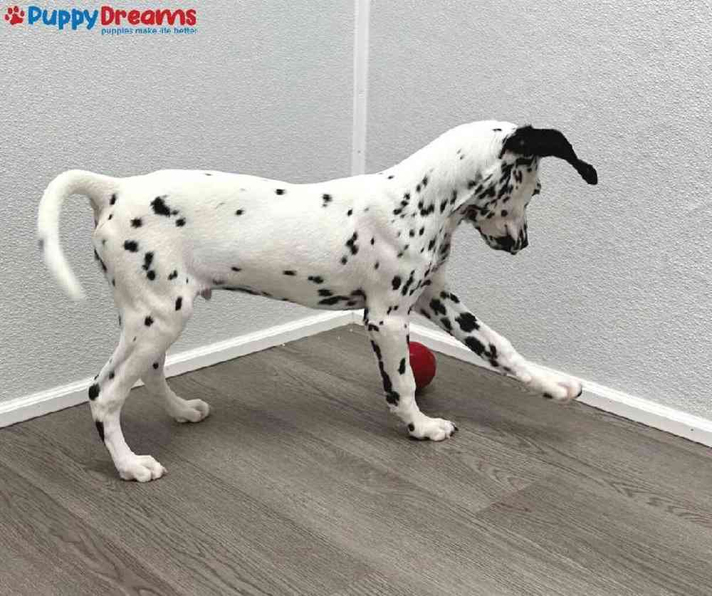 Male Dalmatian Puppy for Sale in Little Rock, AR