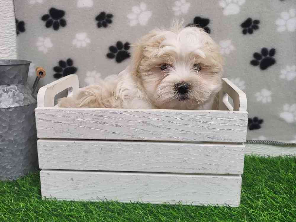 Male Malshi Puppy for Sale in ,