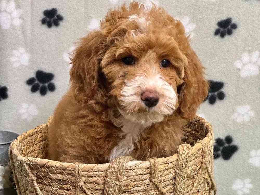 Female Mini Goldendoodle Puppy for Sale in Sherman, TX