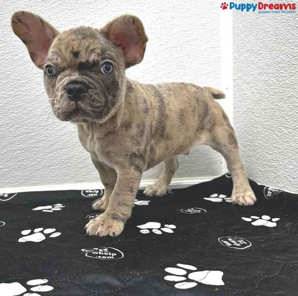 Male French Bulldog Puppy for Sale in Little Rock, AR