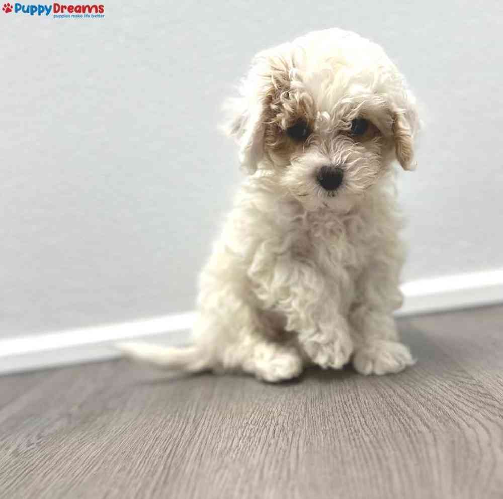 Male Maltipoo Puppy for Sale in Little Rock, AR
