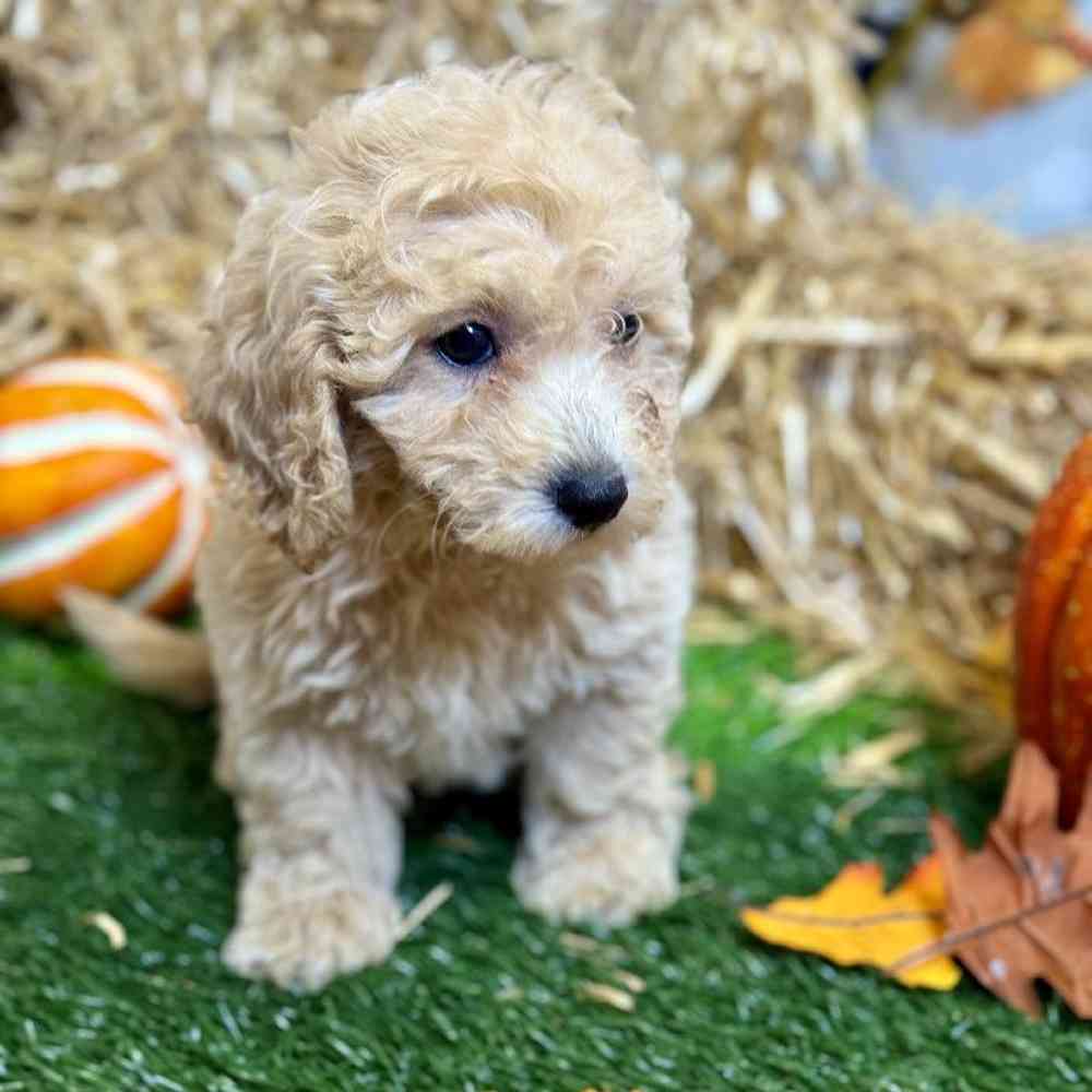 Female Maltipoo Puppy for Sale in Arlington, TX