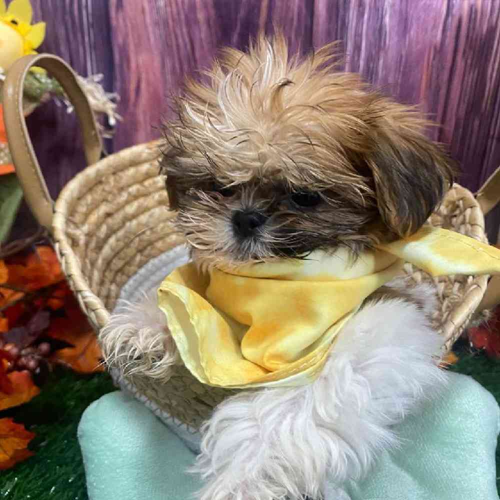 Male Shih Tzu Puppy for Sale in Little Rock, AR
