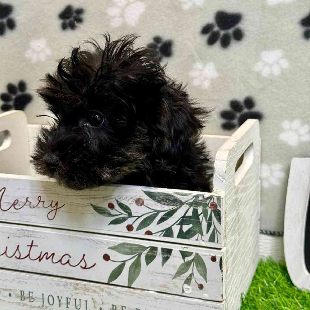 Female Yorkie-Poo Puppy for Sale in ,