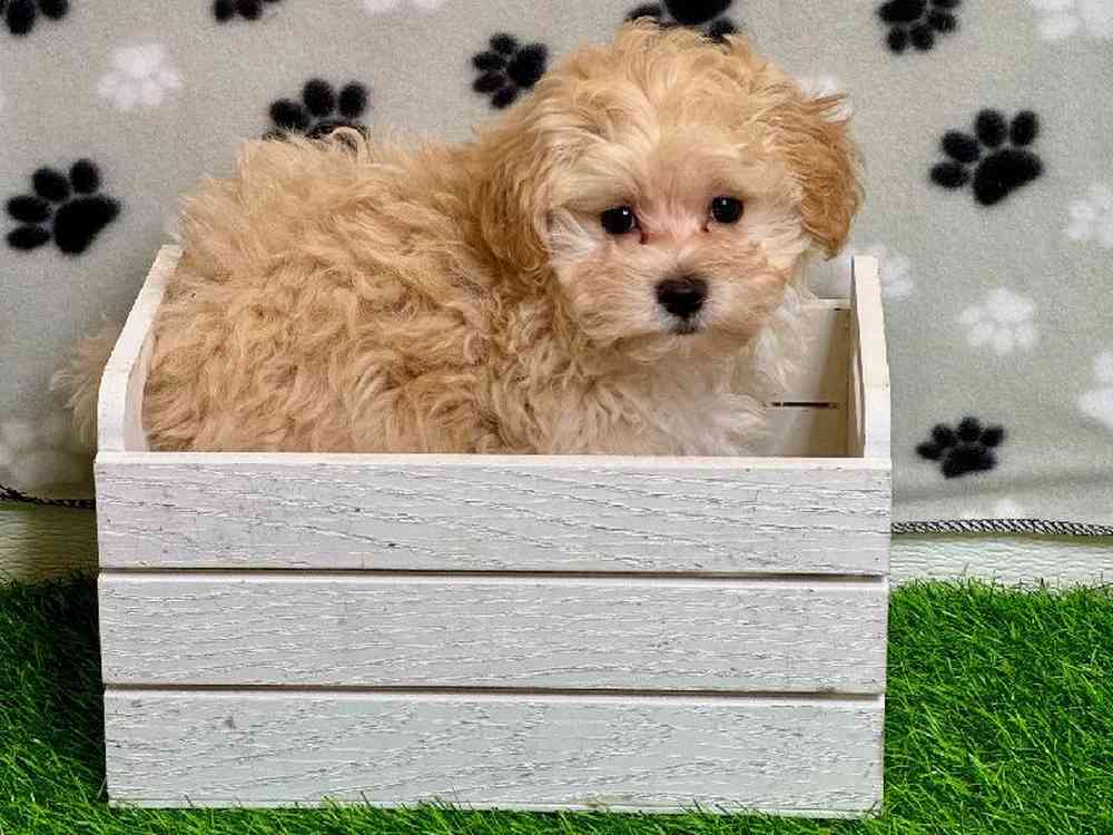 Female Maltipoo Puppy for Sale in Arlington, TX